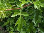 What Kind of Leaves Does a Hawthorn Tree Have?